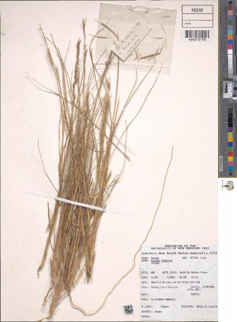 Aristida vickeryae