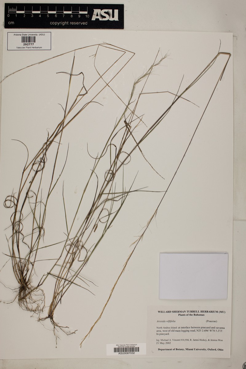 Aristida vilfifolia