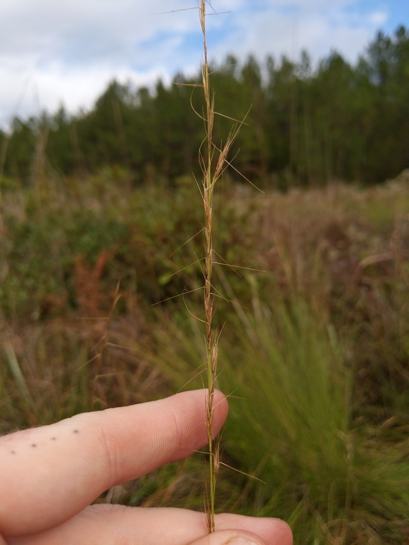 Aristida virgata