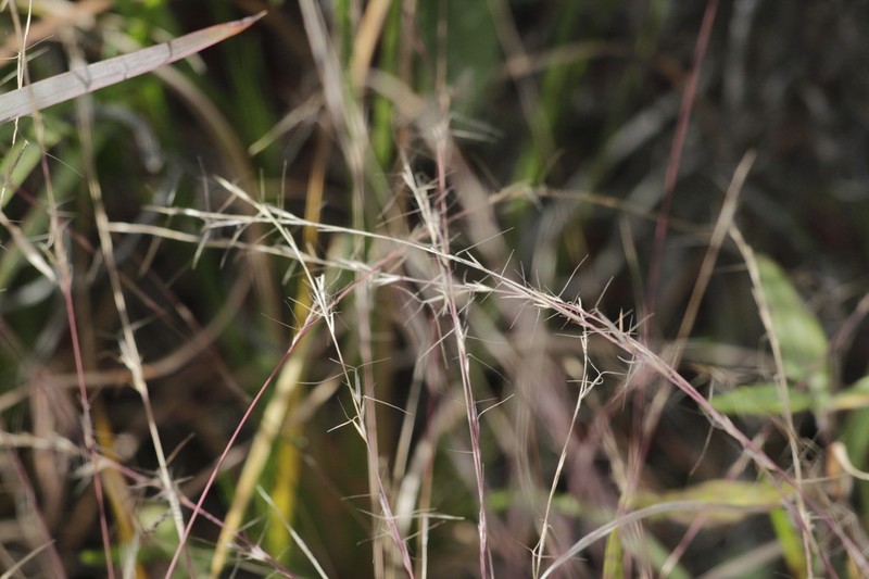 Aristida virgata photo 3