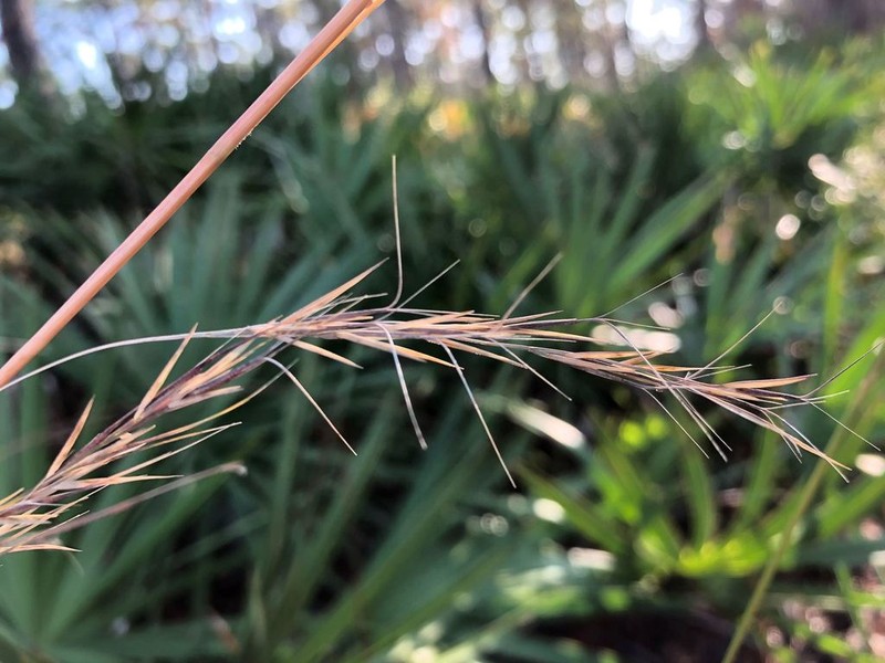 Aristida virgata photo 4