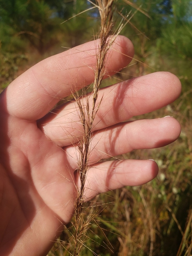 Aristida virgata photo 5