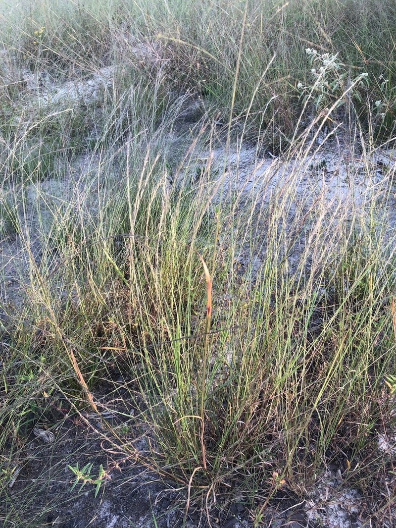 Aristida virgata photo 6