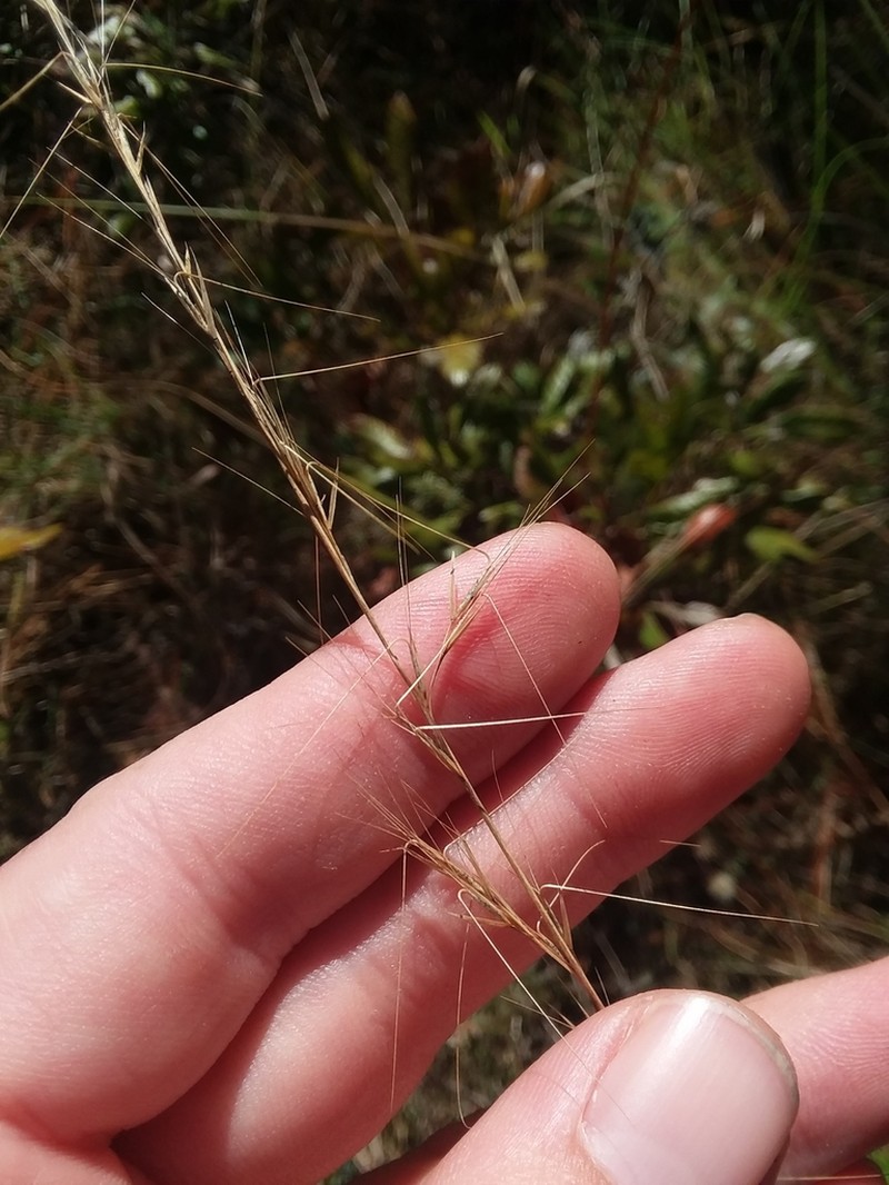 Aristida virgata photo 8