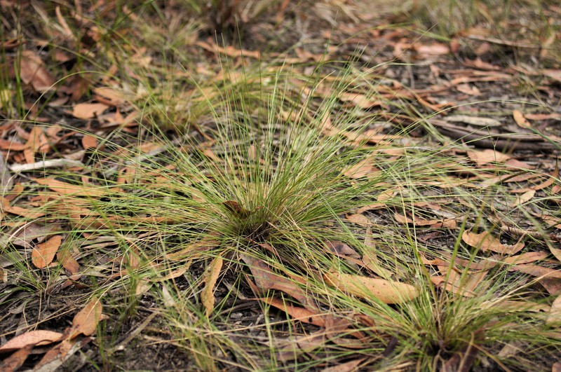 Aristida warburgii