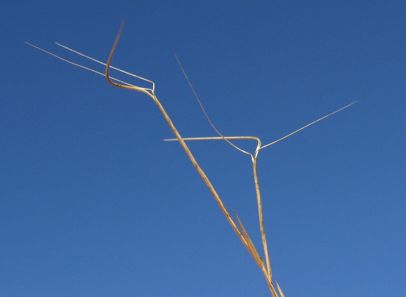 Aristida warburgii photo 2
