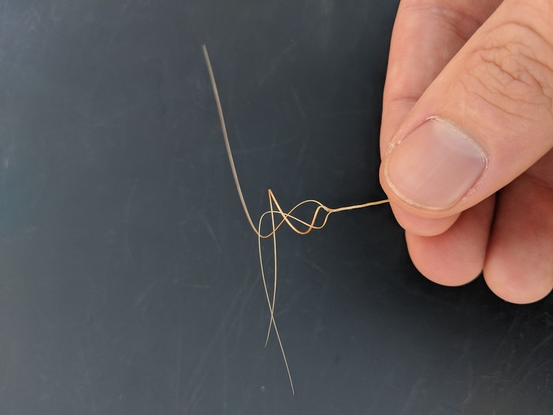 Aristida warburgii photo 3