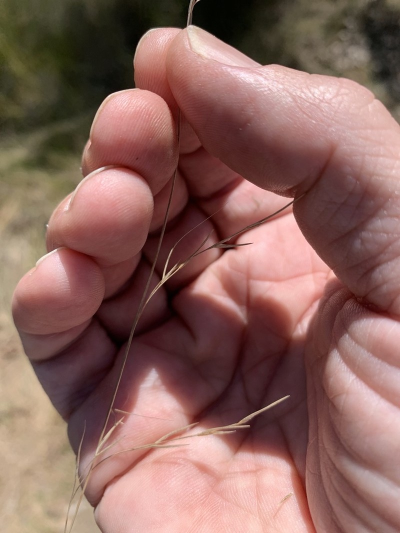 Aristida warburgii photo 4
