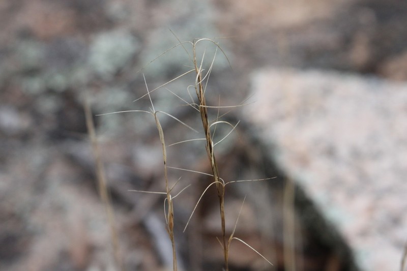 Aristida warburgii photo 5