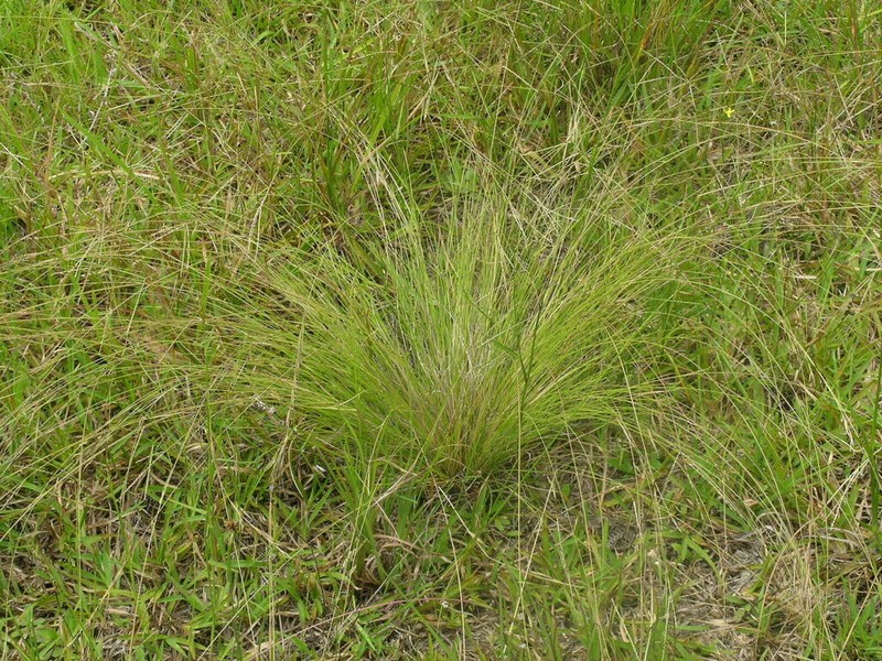 Aristida warburgii photo 6