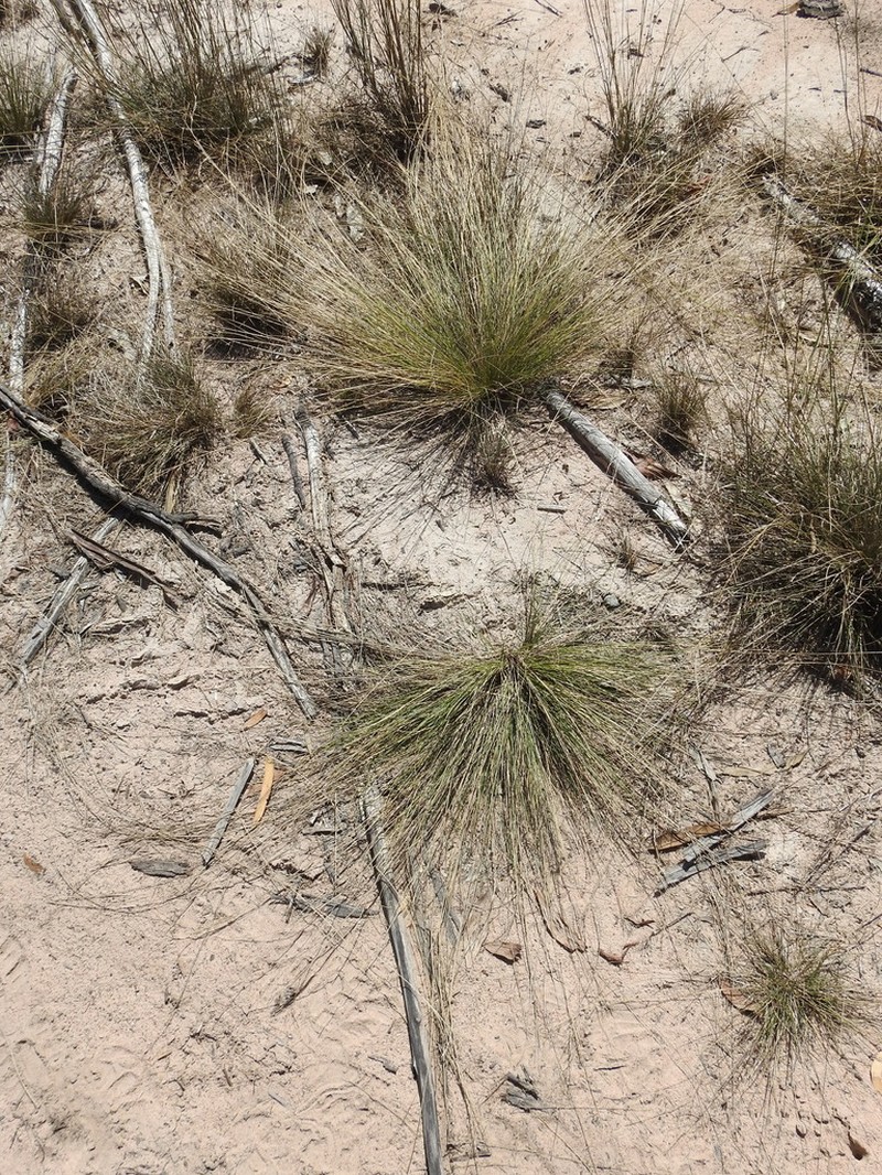 Aristida warburgii photo 7