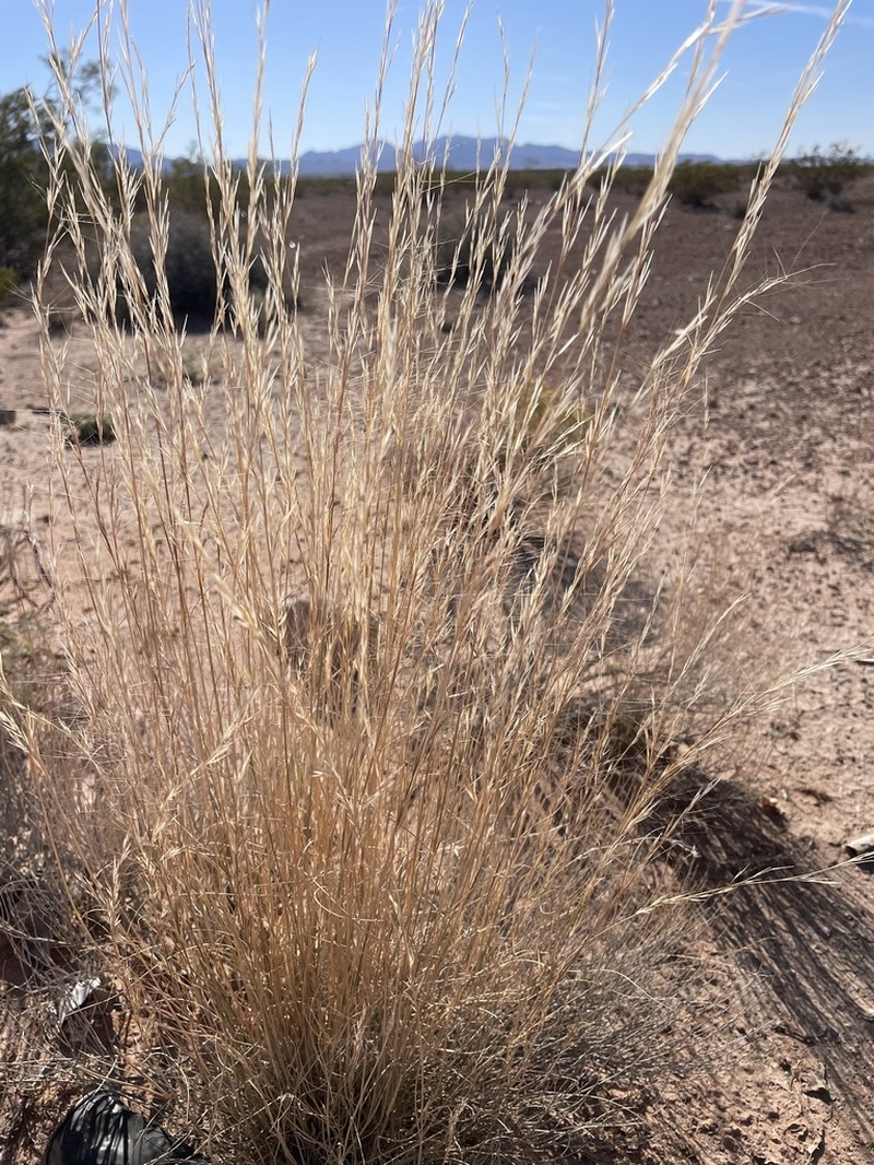 Aristida wrightii