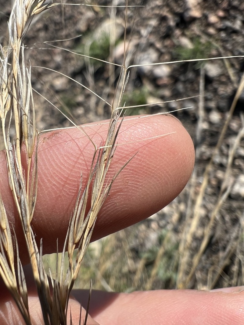 Aristida wrightii photo 2