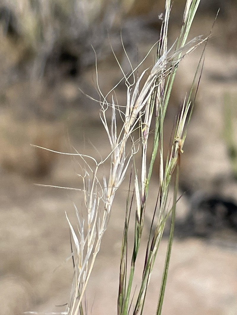 Aristida wrightii photo 3
