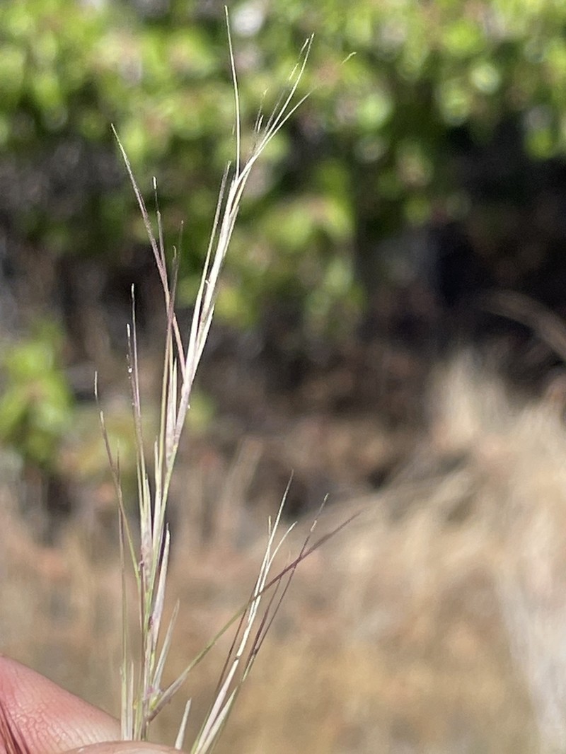 Aristida wrightii photo 4