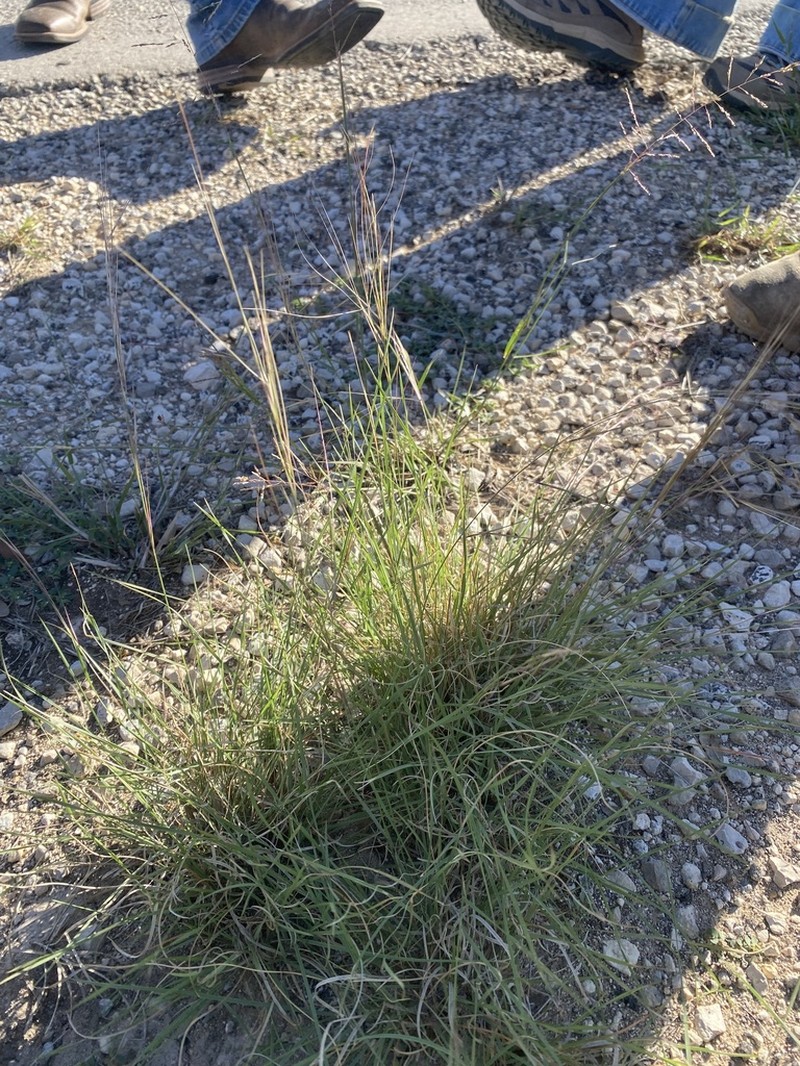 Aristida wrightii photo 5