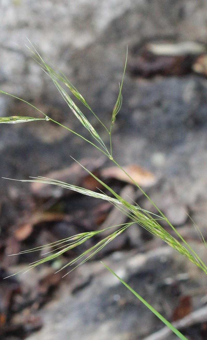 Aristida wrightii photo 6