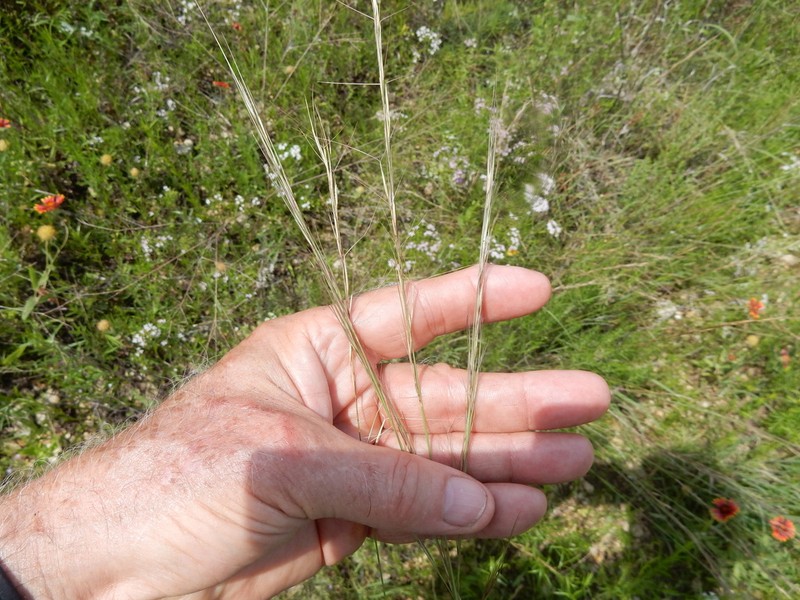 Aristida wrightii photo 7