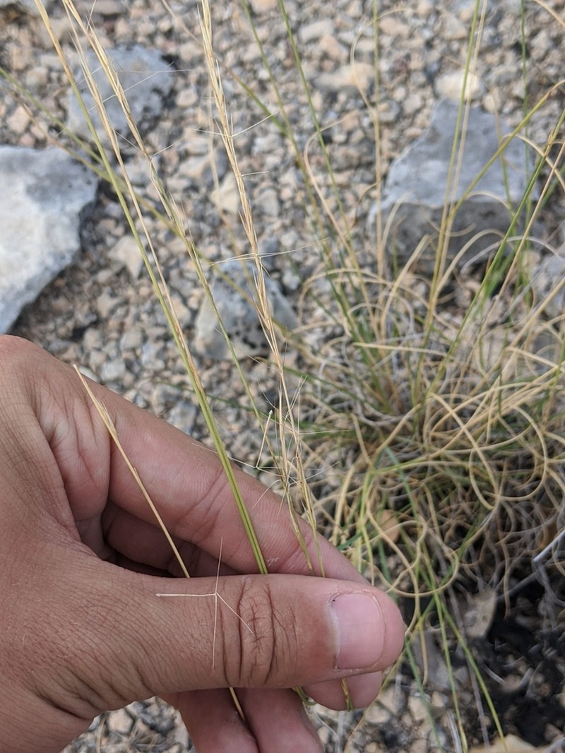 Aristida wrightii photo 8