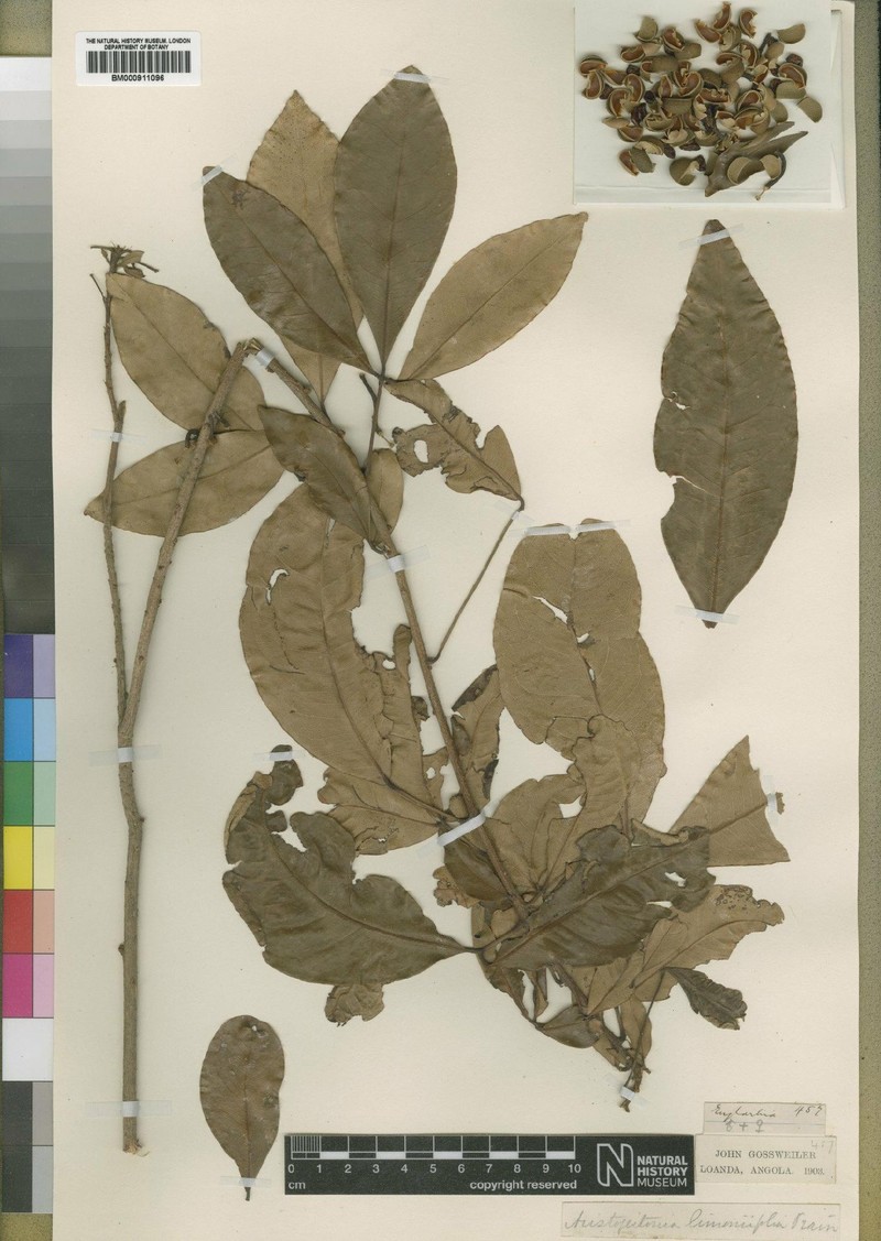 Aristogeitonia limoniifolia
