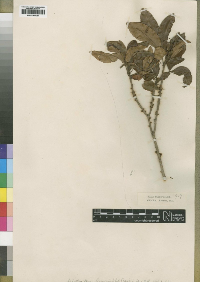 Aristogeitonia limoniifolia photo 2
