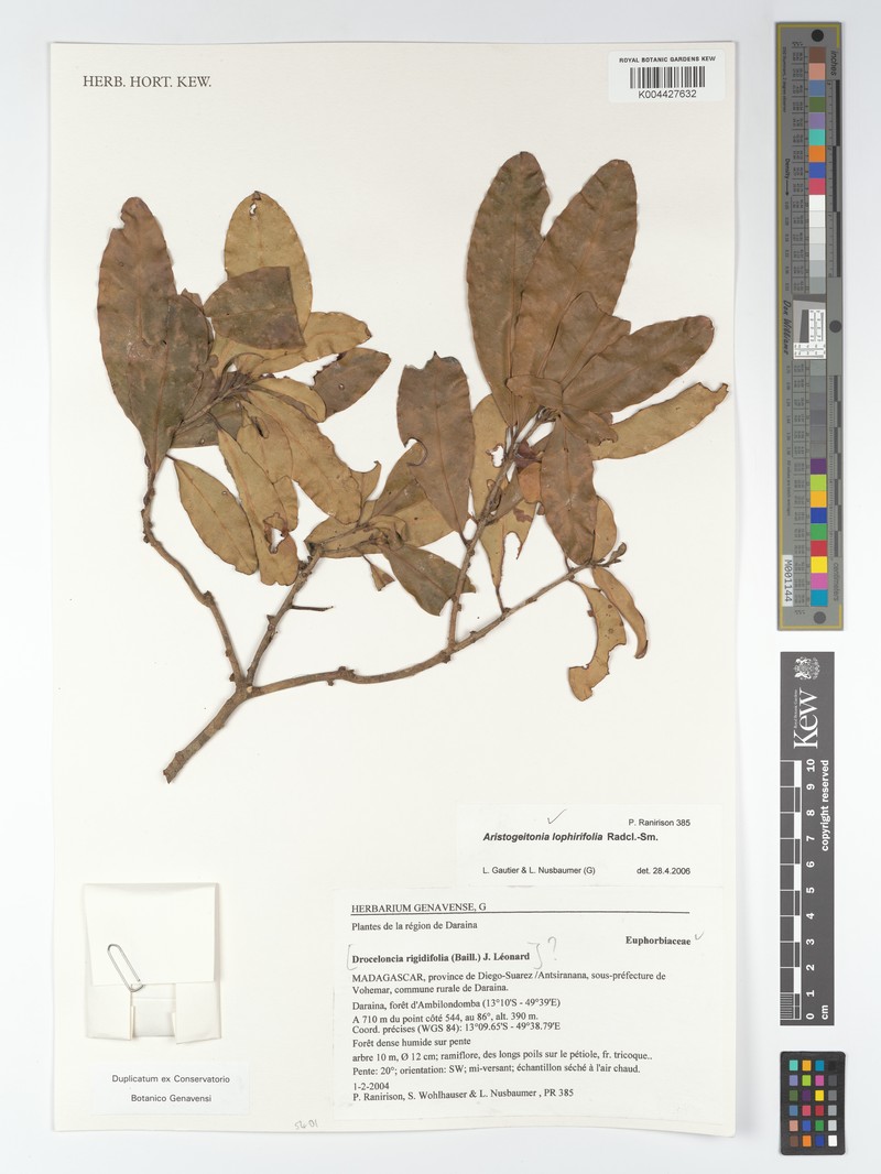 Aristogeitonia lophirifolia