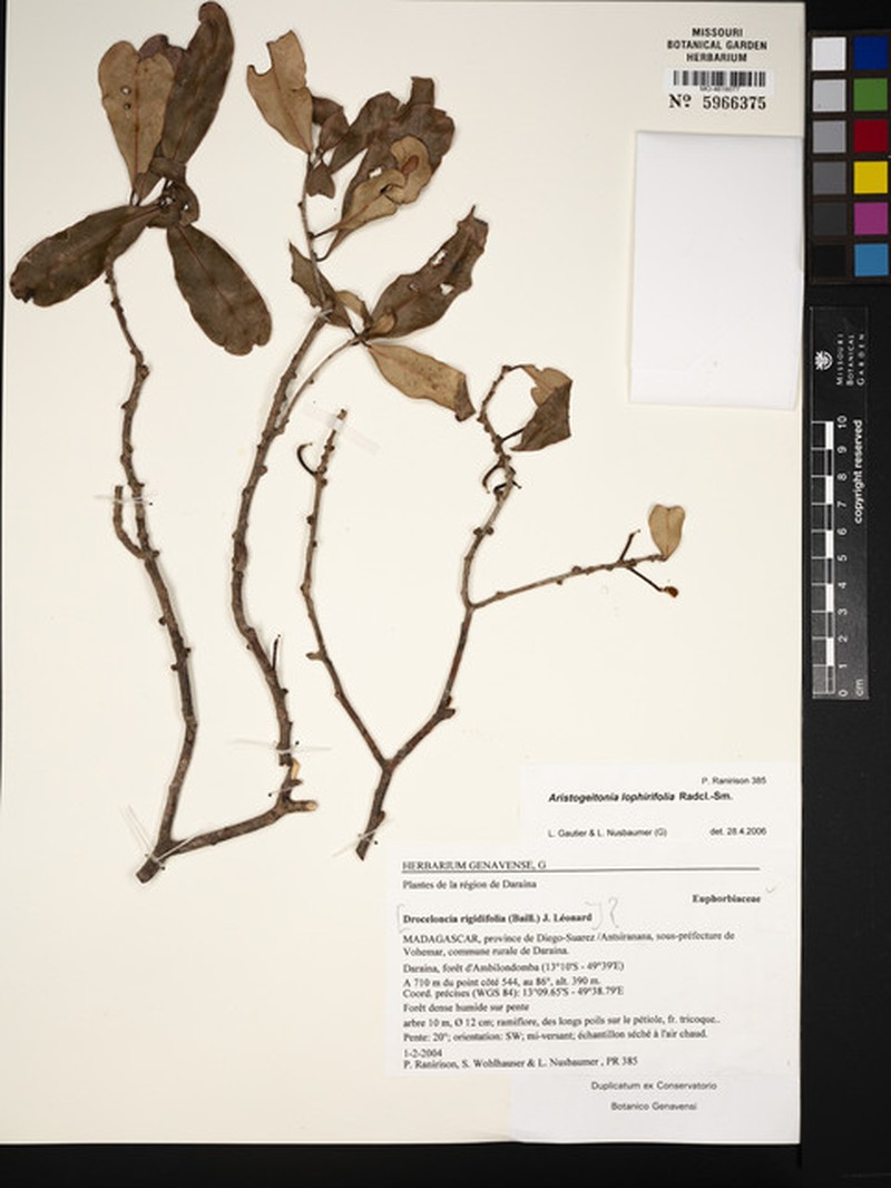 Aristogeitonia lophirifolia photo 2