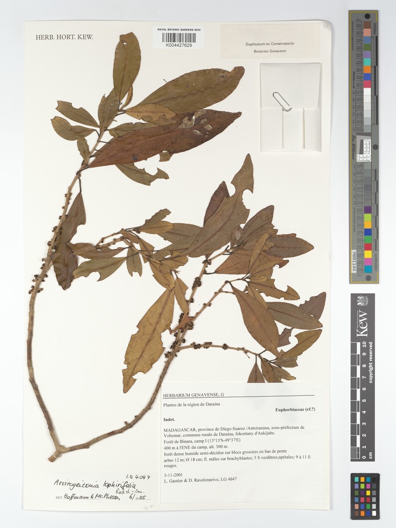 Aristogeitonia lophirifolia photo 3