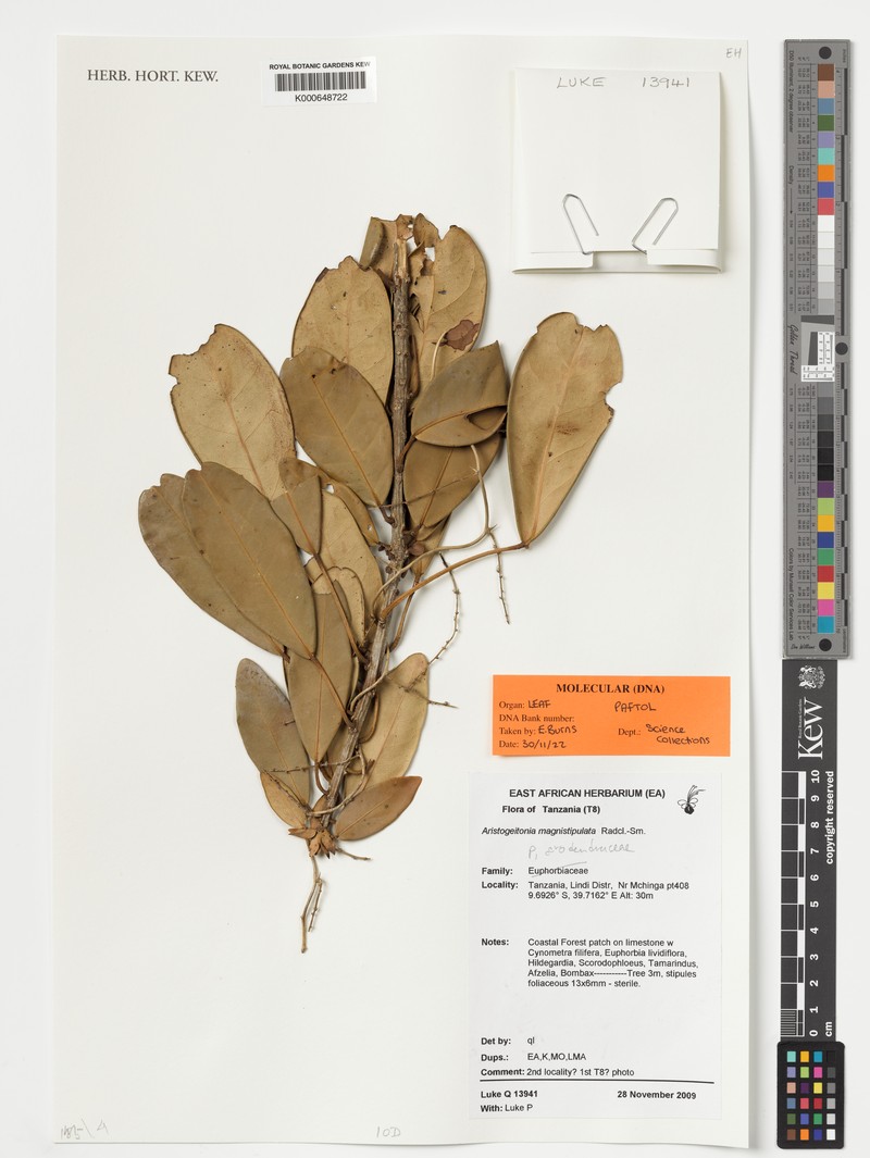 Aristogeitonia magnistipula