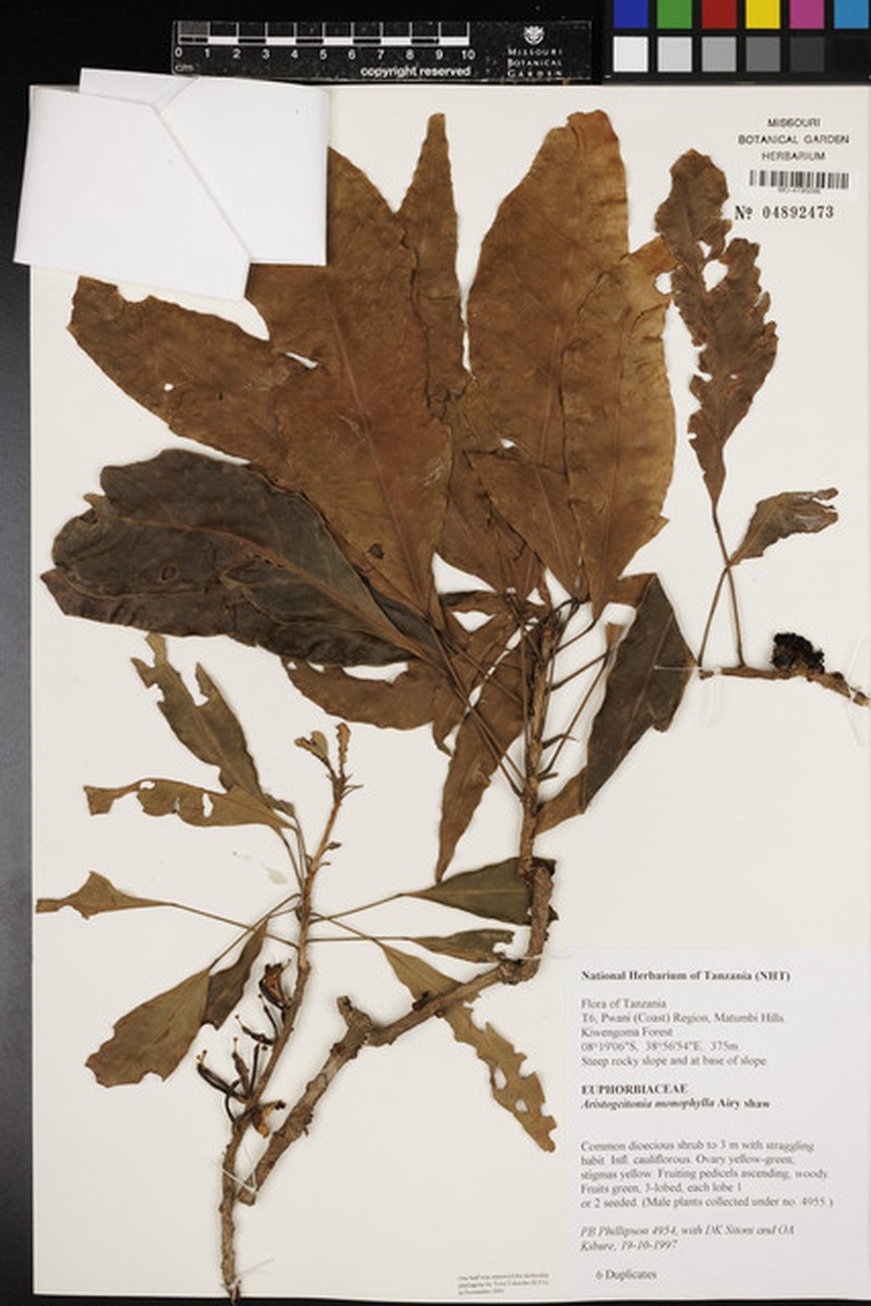 Aristogeitonia monophylla photo 5