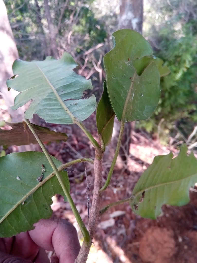 Aristogeitonia perrieri photo 3