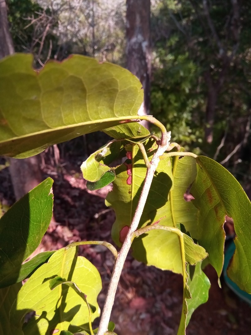 Aristogeitonia perrieri photo 4