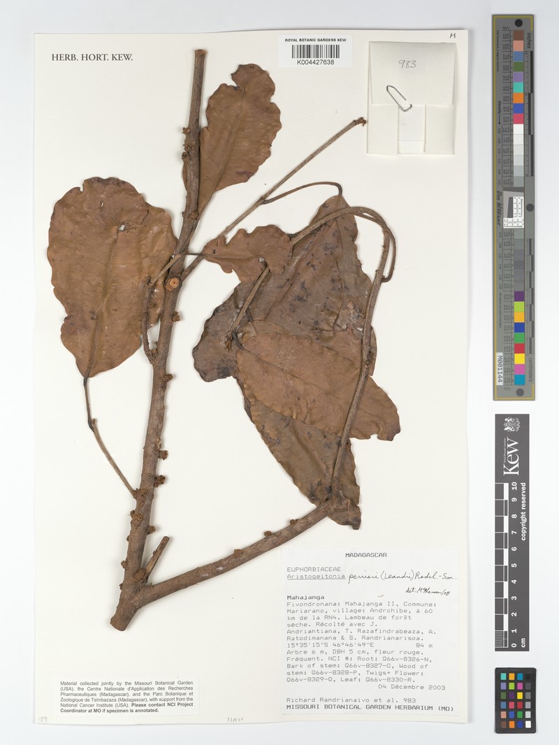 Aristogeitonia perrieri photo 5