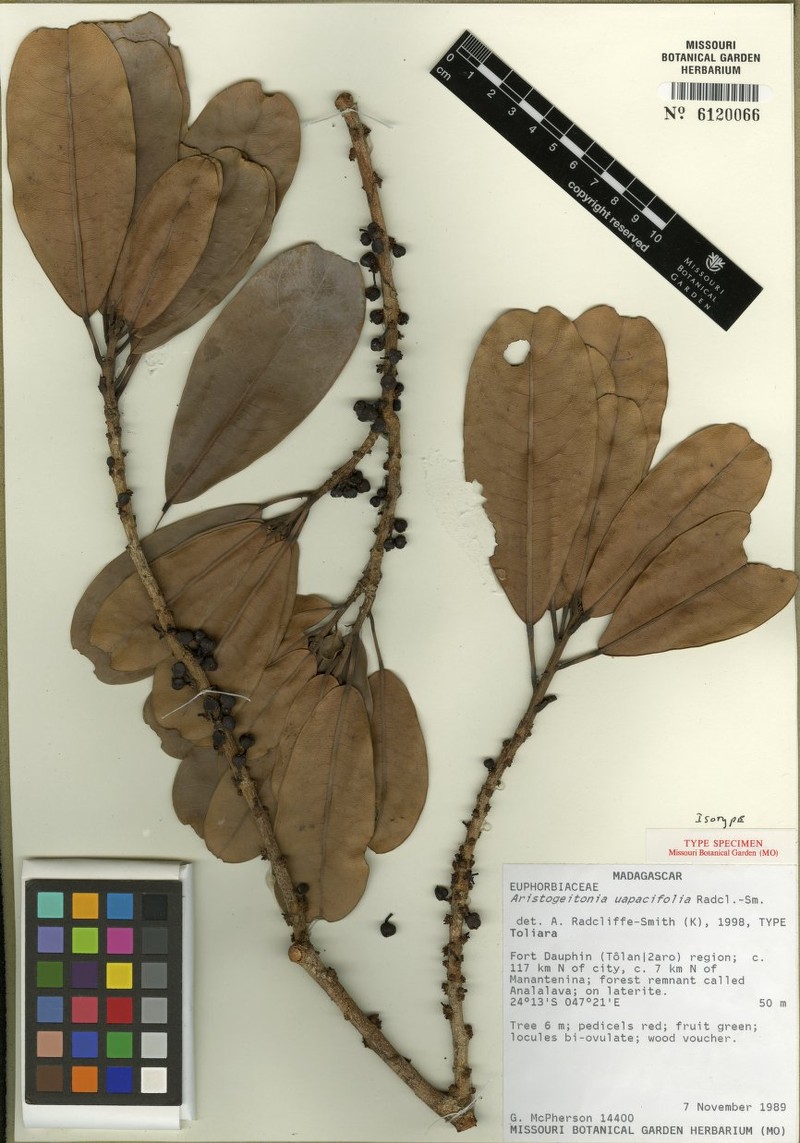 Aristogeitonia uapacifolia