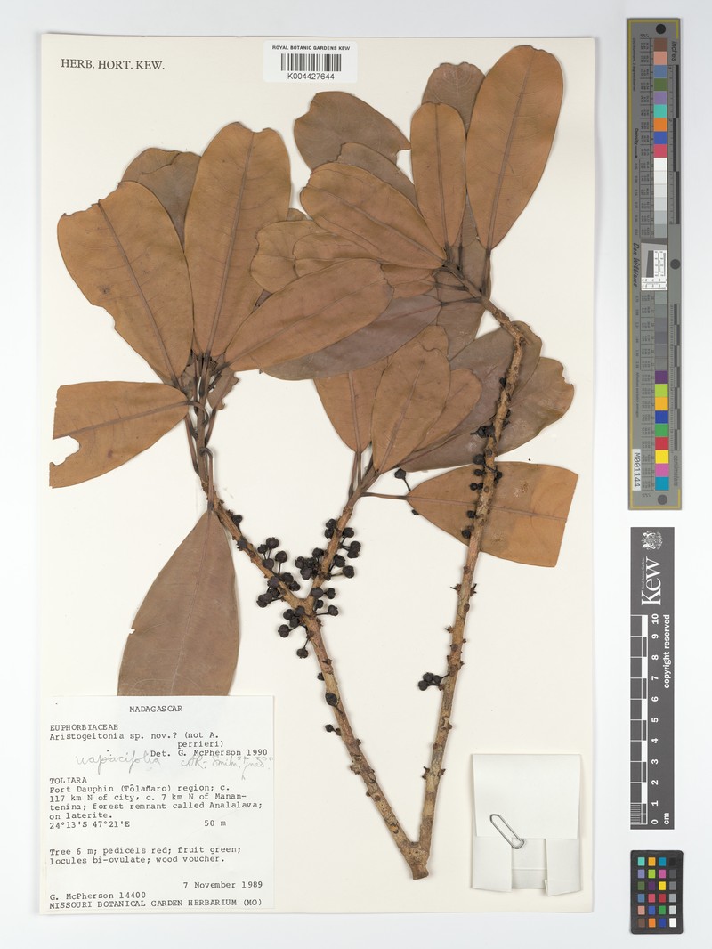Aristogeitonia uapacifolia photo 2