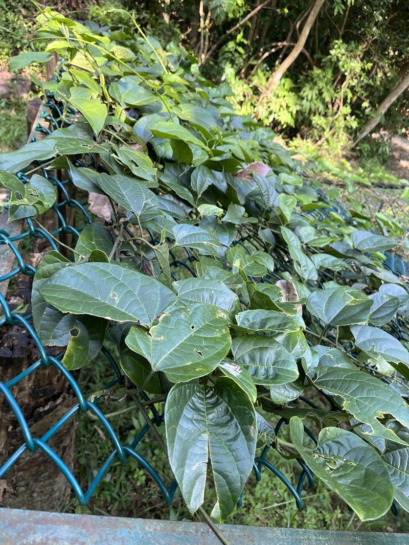 Aristolochia acuminata photo 2