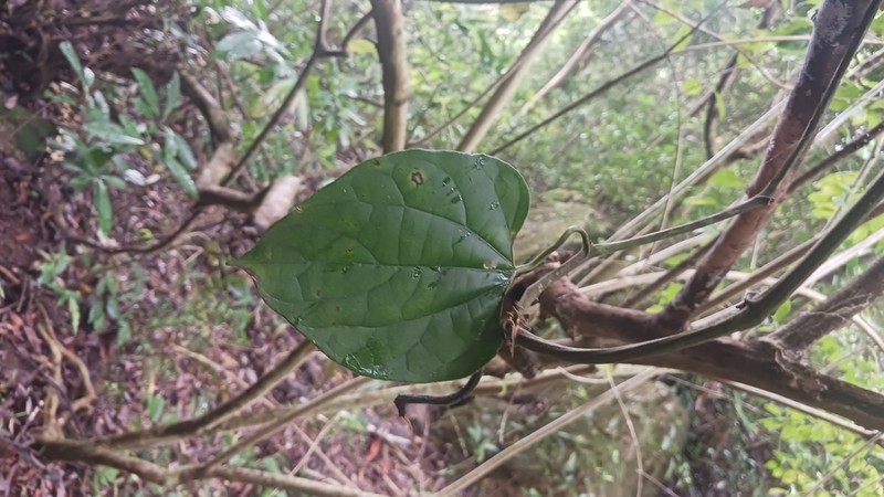 Aristolochia acuminata photo 3