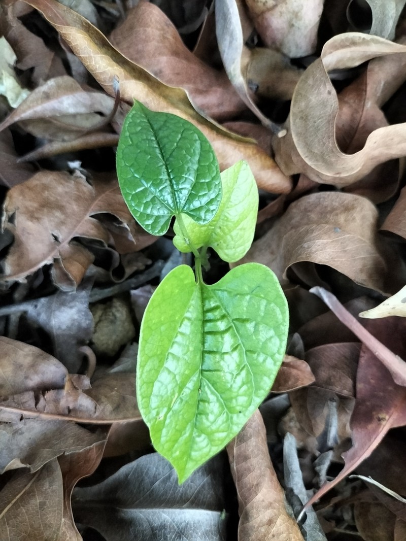 Aristolochia acuminata photo 4