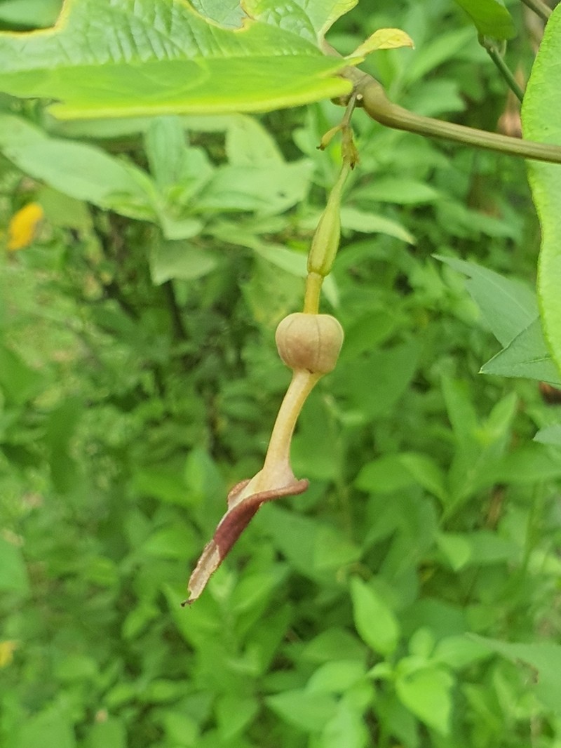 Aristolochia acuminata photo 5