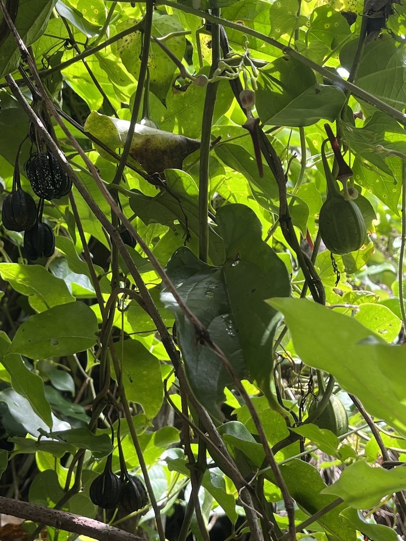 Aristolochia acuminata photo 6