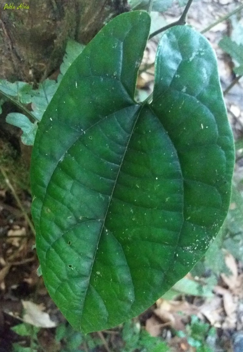 Aristolochia acutifolia