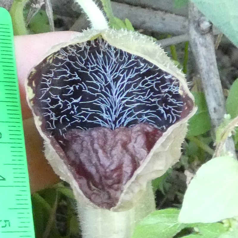 Aristolochia adalica photo 3