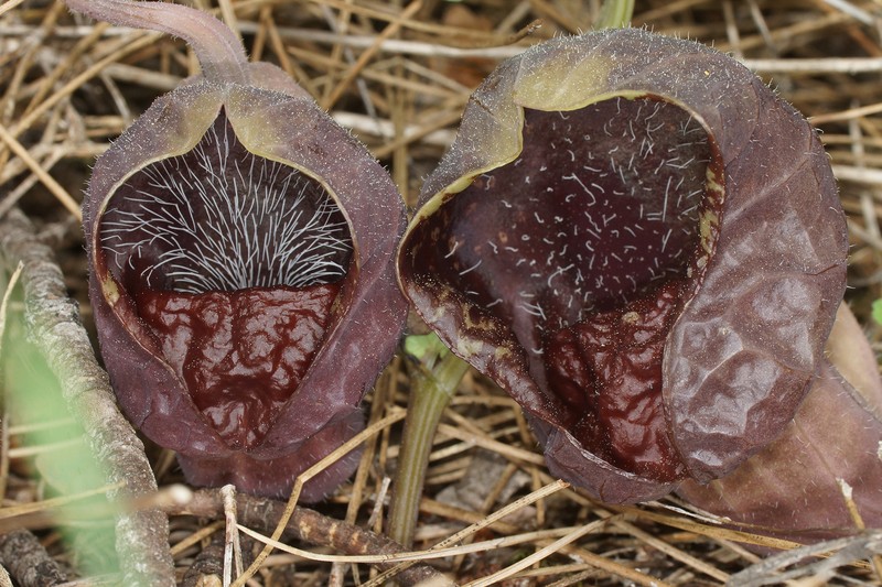 Aristolochia adalica photo 4