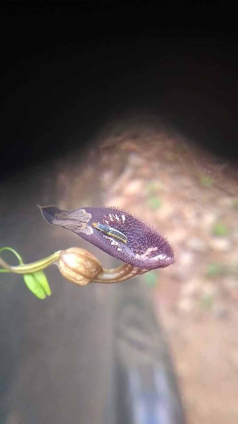 Aristolochia adiastola photo 2