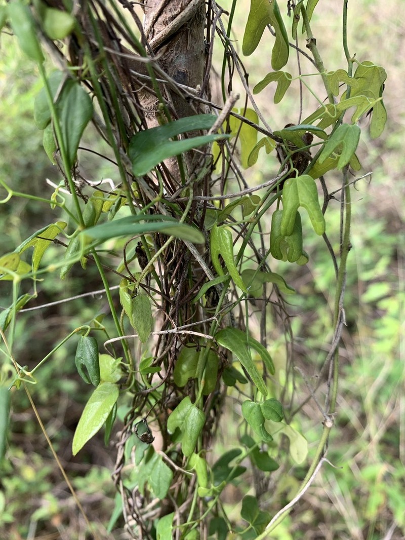 Aristolochia adiastola photo 3