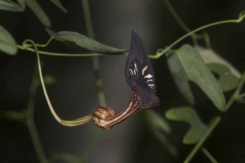 Aristolochia adiastola photo 4