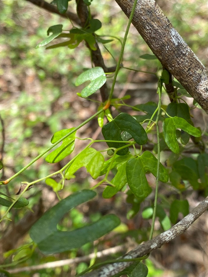 Aristolochia adiastola photo 5