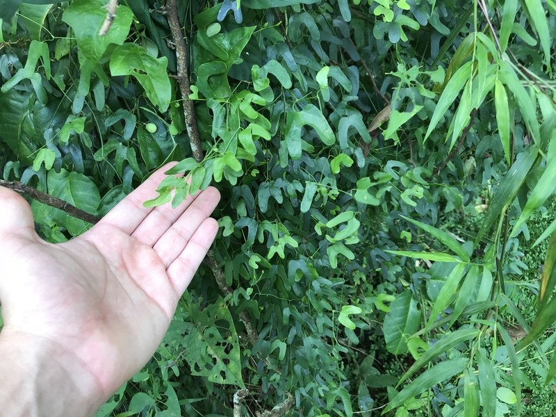 Aristolochia adiastola photo 6