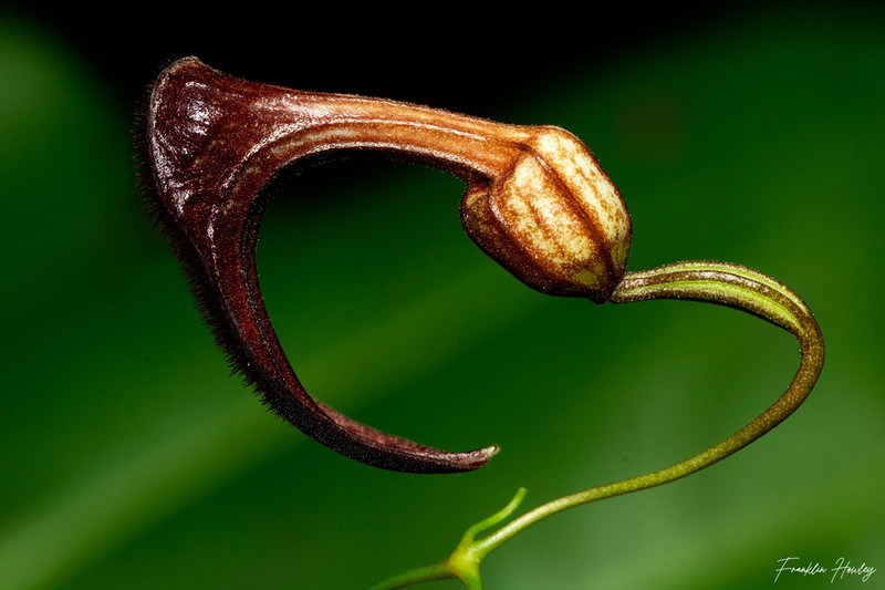Aristolochia adiastola photo 7