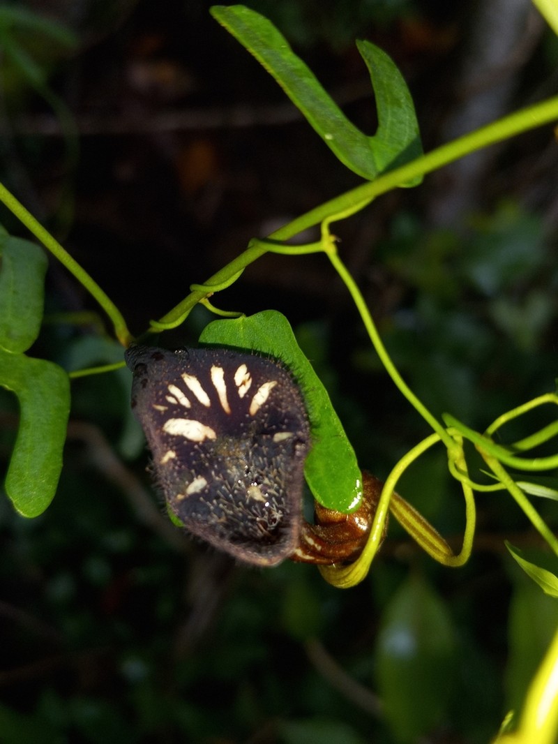 Aristolochia adiastola photo 8